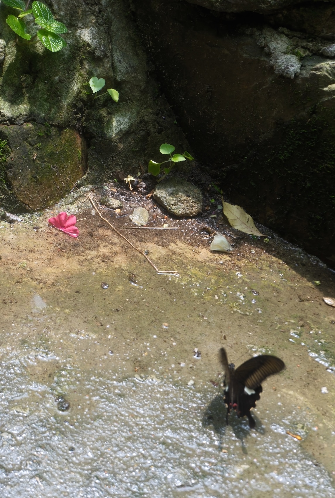 Sept’26 KL – Day 4 (Perdana Botanical Garden & Butterfly Park)